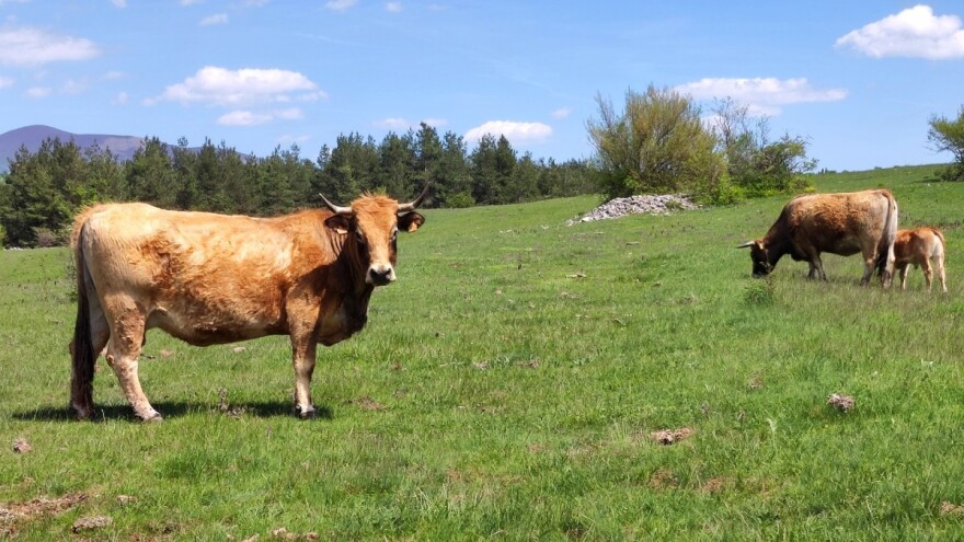 Gotovo 12.000 ha krških pašnjaka brisano iz ARKOD-a, što nakon presude Visokog upravnog suda?