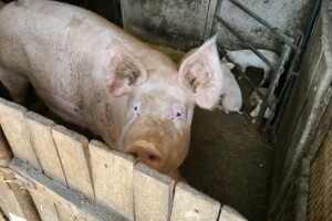 Lani u klaonicama zaklano 85,6 tisuća manje svinja nego godinu prije
