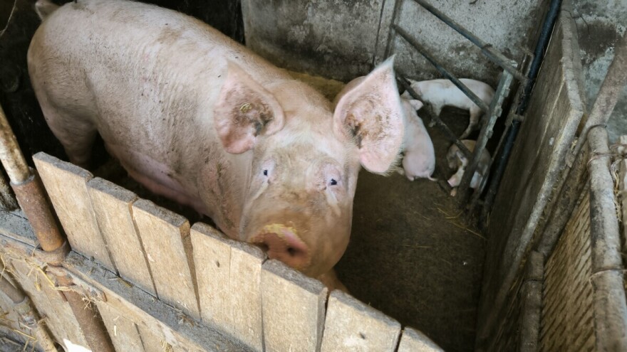 Lani u klaonicama zaklano 85,6 tisuća manje svinja nego godinu prije