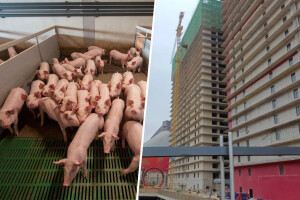 Najveća farma svinja na svijetu smještena u jednoj zgradi
