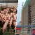 Najveća farma svinja na svetu smeštena u jednoj zgradi