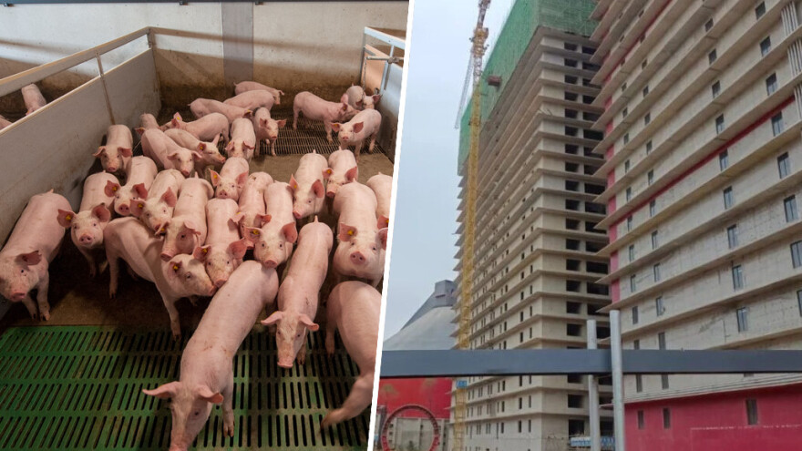 Najveća farma svinja na svijetu smještena u jednoj zgradi