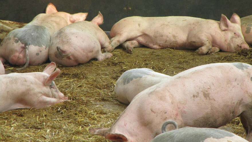 Tenisu u zakup 2.420 hektara u Zrenjaninu