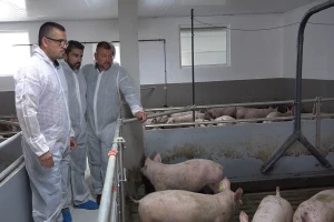 Najmodernija frama za tov svinja otvorena u Zasavici
