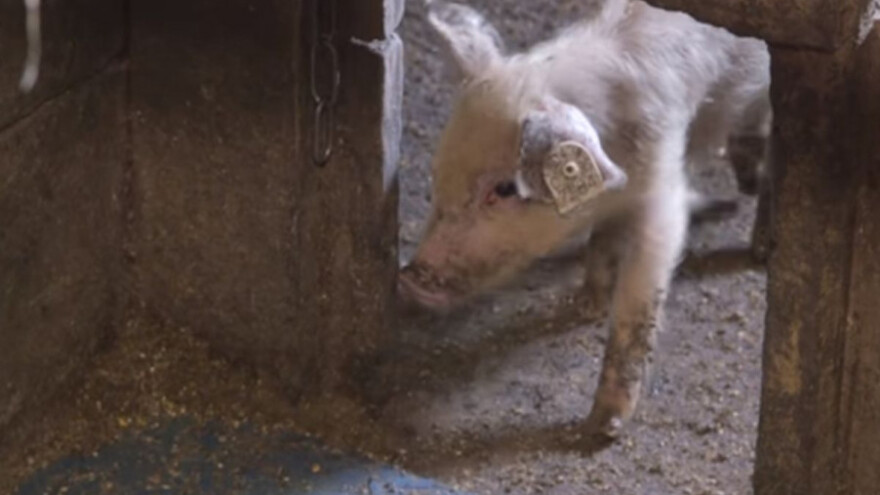 Farma svinja po skandinavskom sistemu