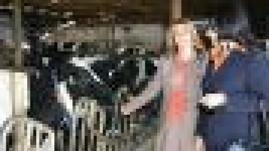 I pravnici uzgajaju mliječne krave