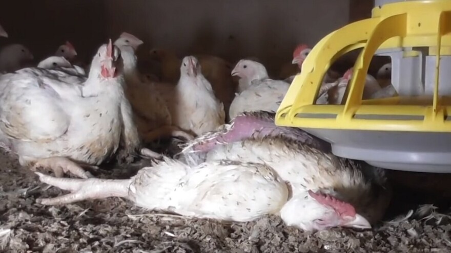 Okrutan uzgoj pilića za poznati britanski lanac brze hrane