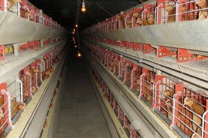 Farma koka nosilja u Milićima ide na prodaju