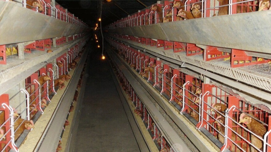 Farma koka nosilja u Milićima ide na prodaju