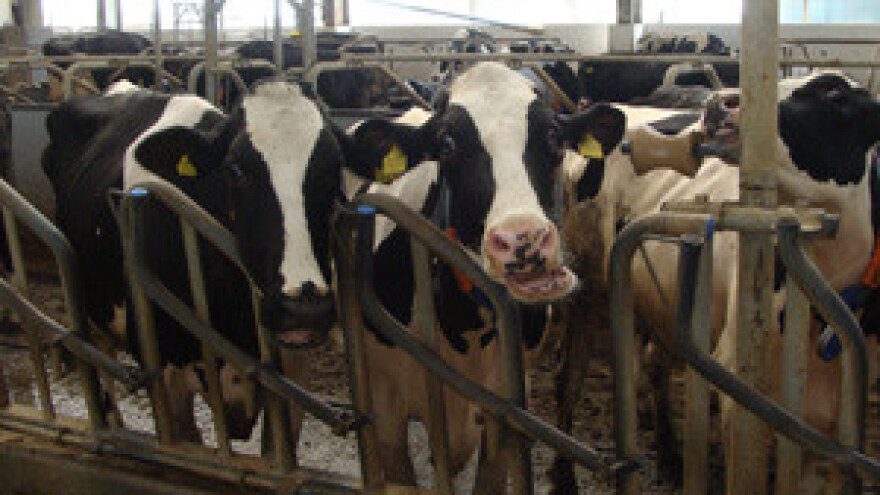 Stručni susreti turskih i hrvatskih uzgajivača goveda