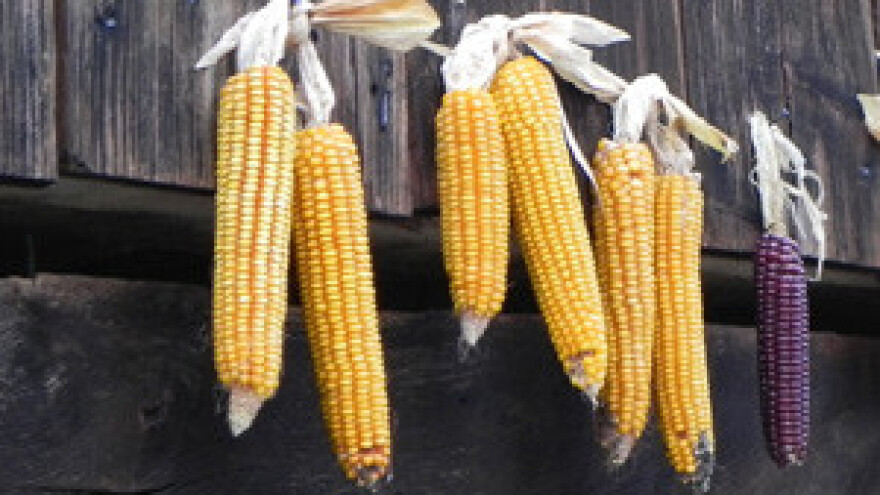 Poljoprivrednim gospodarstvima isplaćeno 148 milijuna kuna za završene IPARD projekte