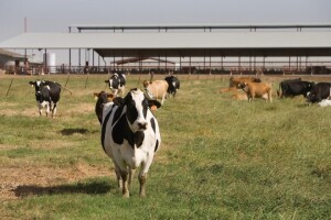 Opremljena farma u Virovitičko-podravskoj županiji