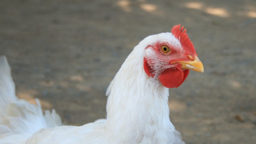 Otvorena farma za tov 60.000 brojlera