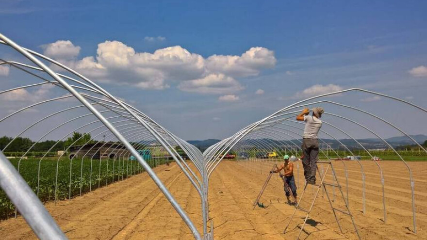 Dižu visoke tunele za jagode i parcele za kornišone