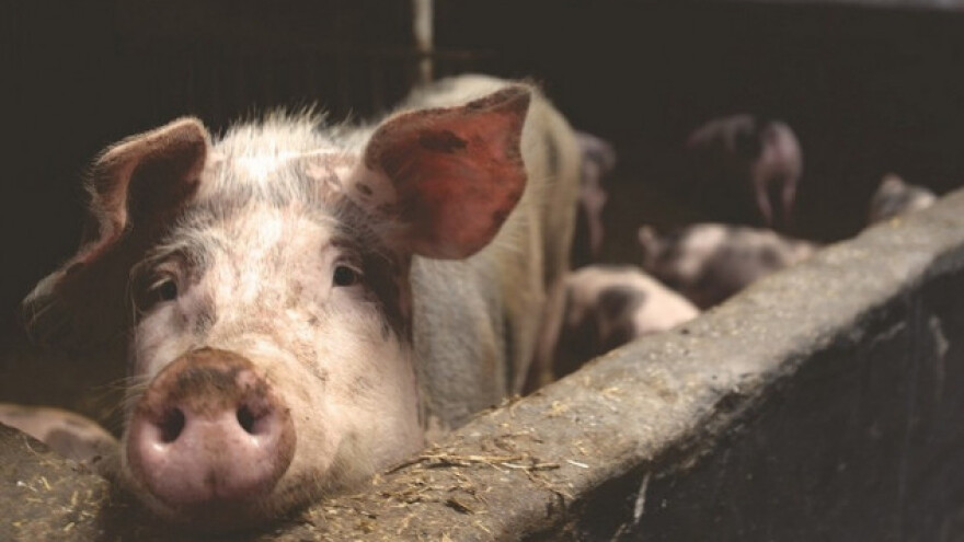 Crna svjetlost umanjuje smrad farmi?