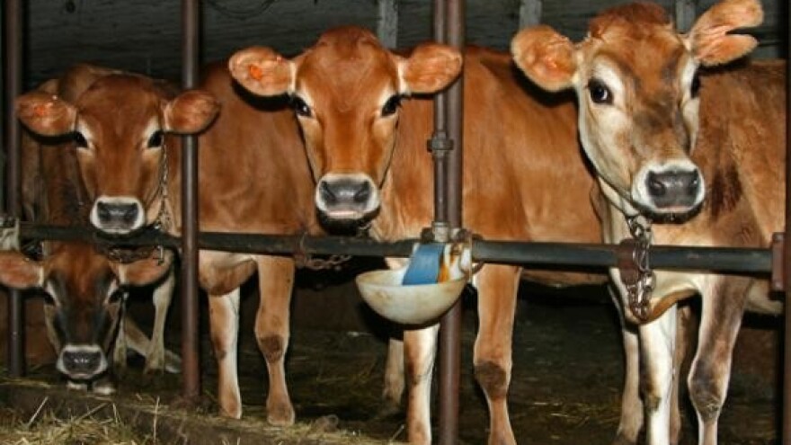 Projekt legalizacije farmi