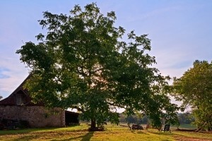 Počinje treći krug natječaja za sredstva iz IPARD programa