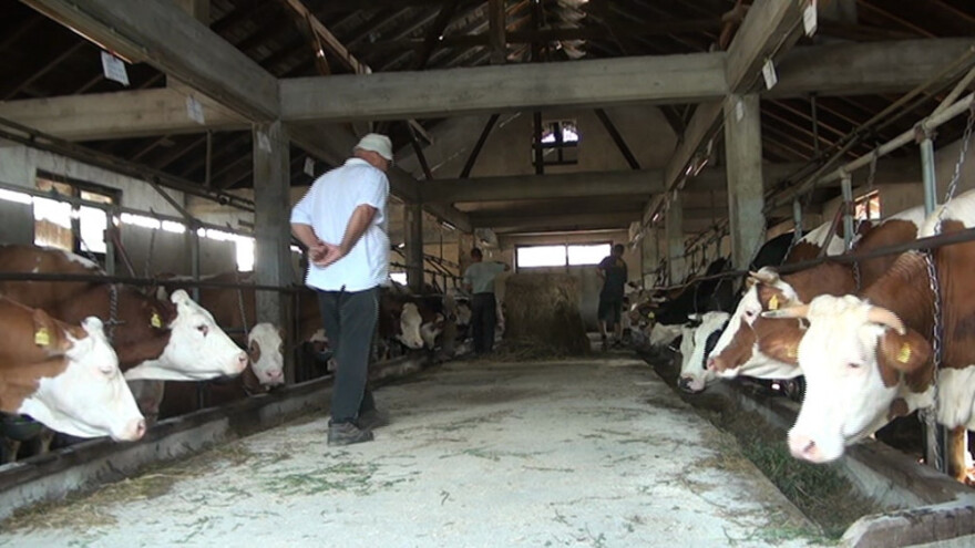Najveći proizvođač mlijeka na području Velike Kladuše
