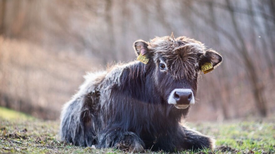 Raspisan Javni poziv za očuvanje životinjskih genetičkih resursa