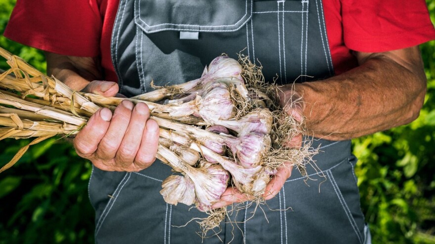 Hercegovački bijeli luk u godinu dana osvojio zemlje regiona, a širit će se i u EU
