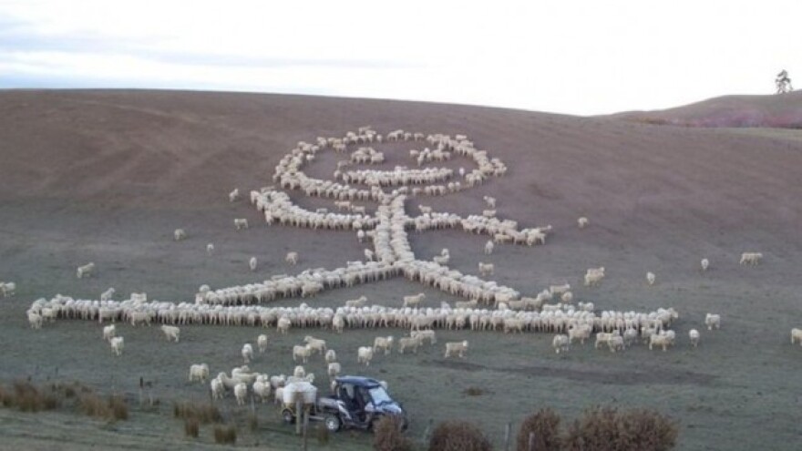 Ovcama "crta" ljude i ispisuje poruke