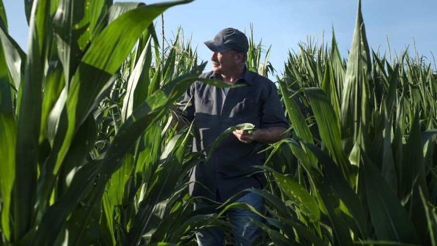 Kako zaštititi kukuruz od jednogodišnjih i višegodišnjih širokolisnih korova?