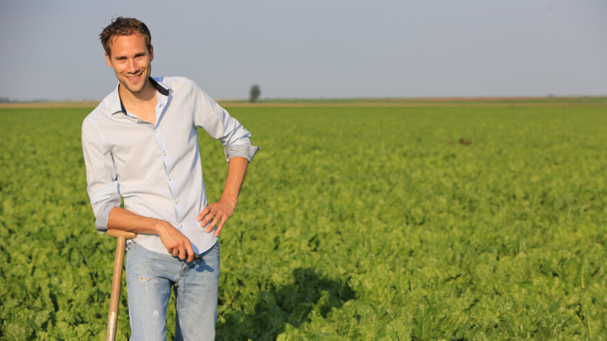 Divlji sirak - koju grupu preparata izabrati za suzbijanje?