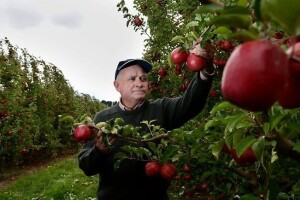 John Appleseed i legenda o jabuci