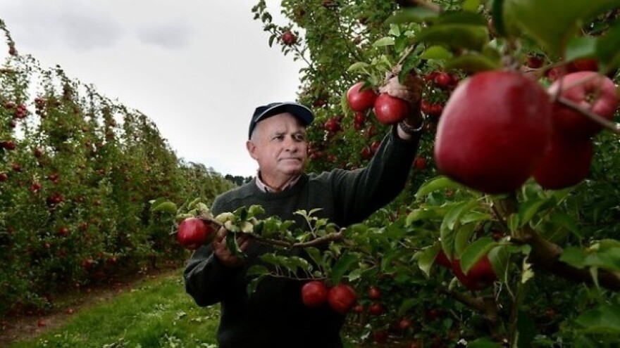 John Appleseed i legenda o jabuci