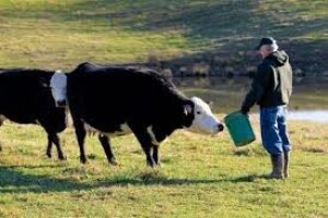 Rezultati izravne dodjele državnog zemljišta