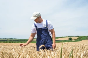 Agrotehnika proizvodnje kvalitetne pšenice