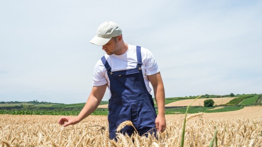 Agrotehnika proizvodnje kvalitetne pšenice