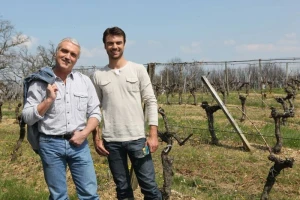 Zaštita loze i grožđa prije berbe