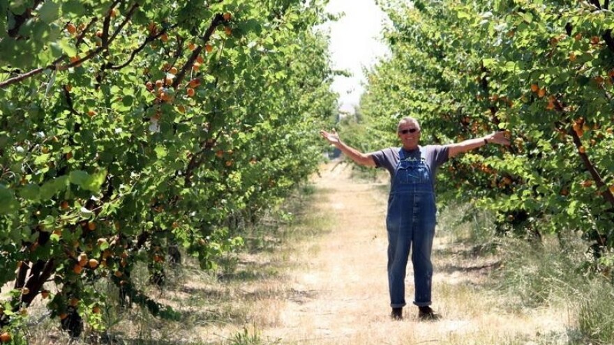 Fitoplazma uništava nasade marelica u OBŽ!