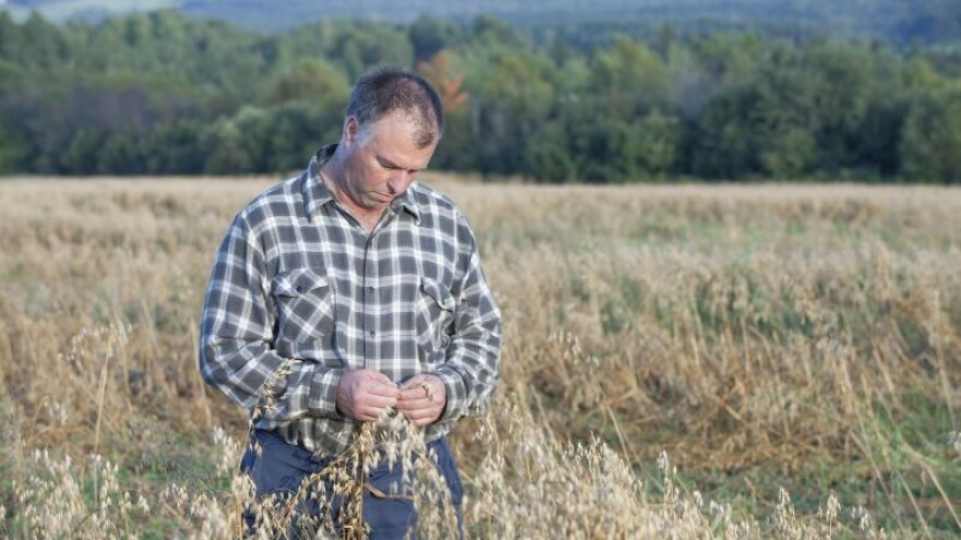 Hoće li uljarice doći do tržišta ove sezone?