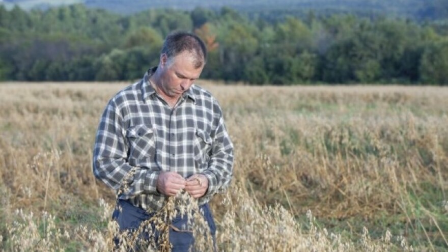 Hoće li uljarice doći do tržišta ove sezone?