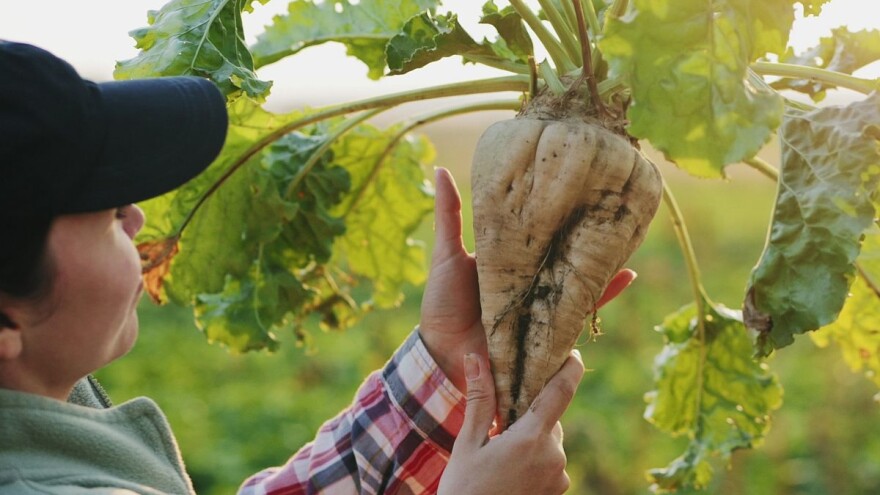 Inovativno rešenje za zaštitu šećerne repe