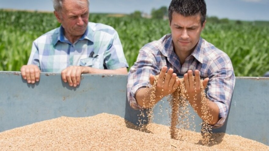 Cena pšenice - elementarna nepogoda