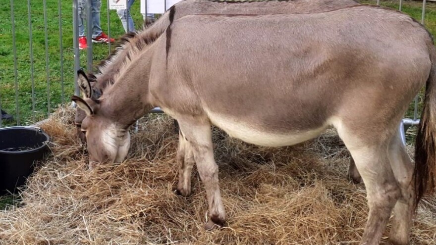 Hrvatska ima 35 autohtonih pasmina domaćih životinja, neke su nažalost visoko ugrožene