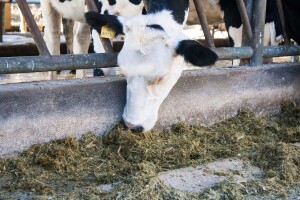 Banke počele rasprodaju Farmlanda, porezna se ne može naplatiti?