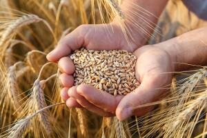 FARMOFIT: Uskoro kreće prijem žita sa domaćih oranica