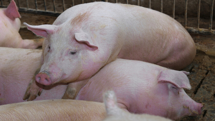 Samo kvalitetan tovljenik donosi zaradu