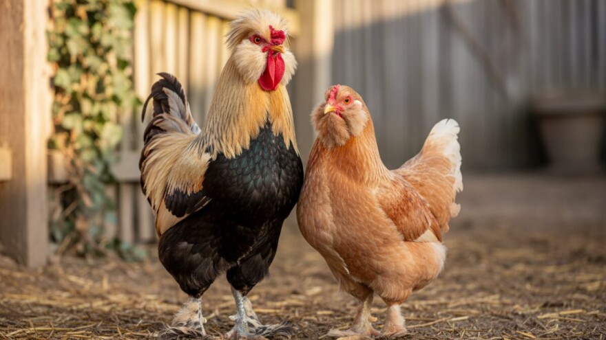 Faverolles - idealna pasmina za seosko dvorište