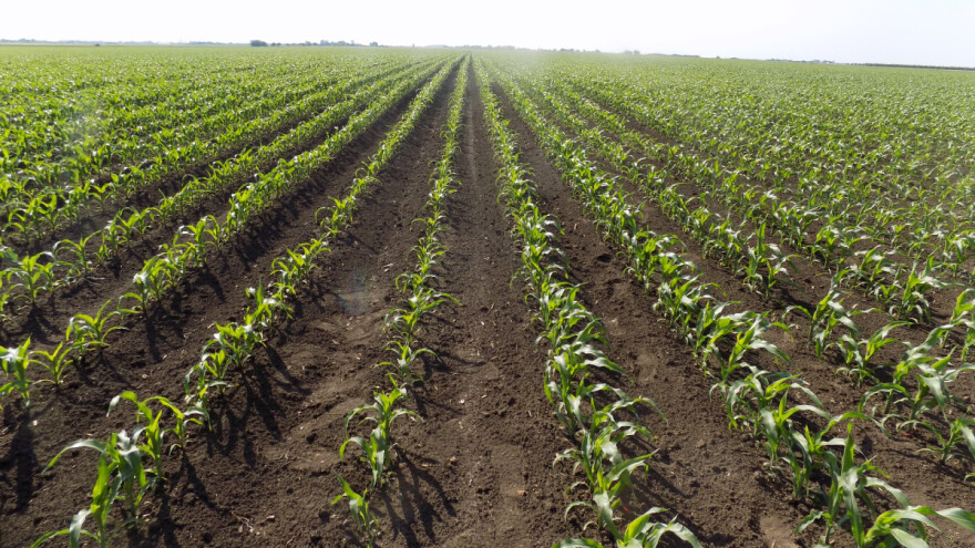 Polaganje jaja i napad kukuruznog plamenca - kako ga suzbiti?