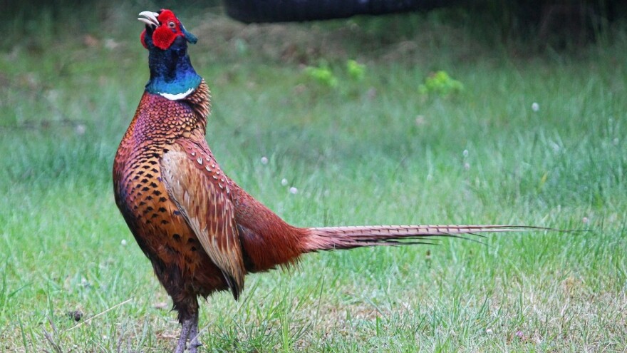 Uprava za šume raspisala konkurs raspodele sredstava za razvoj lovstva