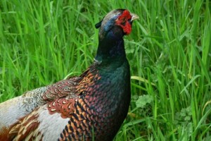 U uspješnom uzgoju fazana već 20 godina