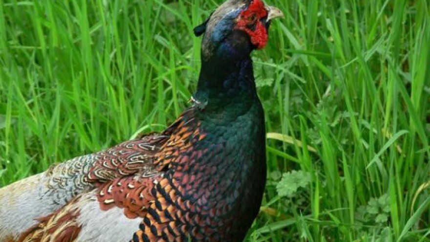 U uspješnom uzgoju fazana već 20 godina