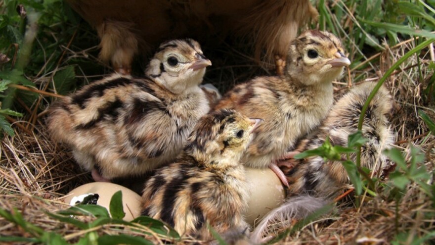 Period mladunaca  - dovitljivost prirode i roditeljska ljubav