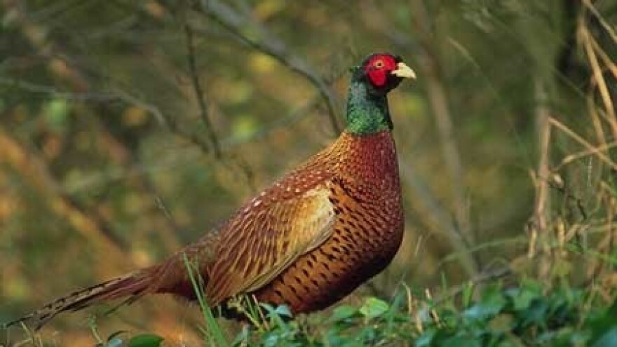 Lovište Zelendvor očekuje uspješnu sezonu