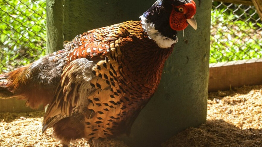 Uzgajalište fazana u Prigrevici